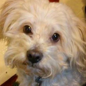 Meet your posher, Elias